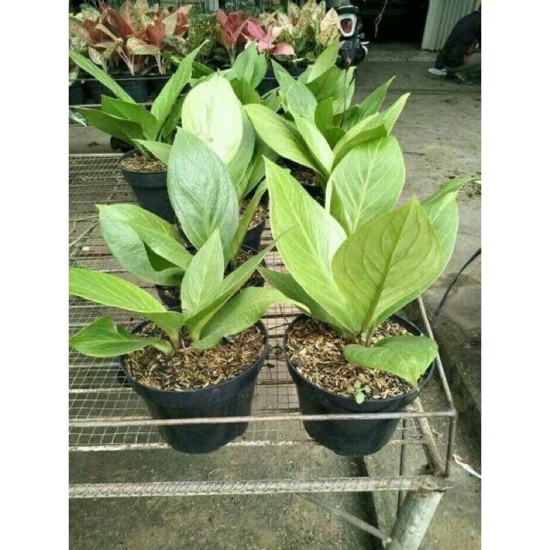 Tanaman Hias Anthurium Jemani Kobra - Antorium Jenmani kobra