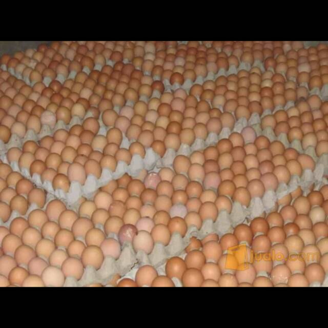 

TELOR AYAM Negri 1kg