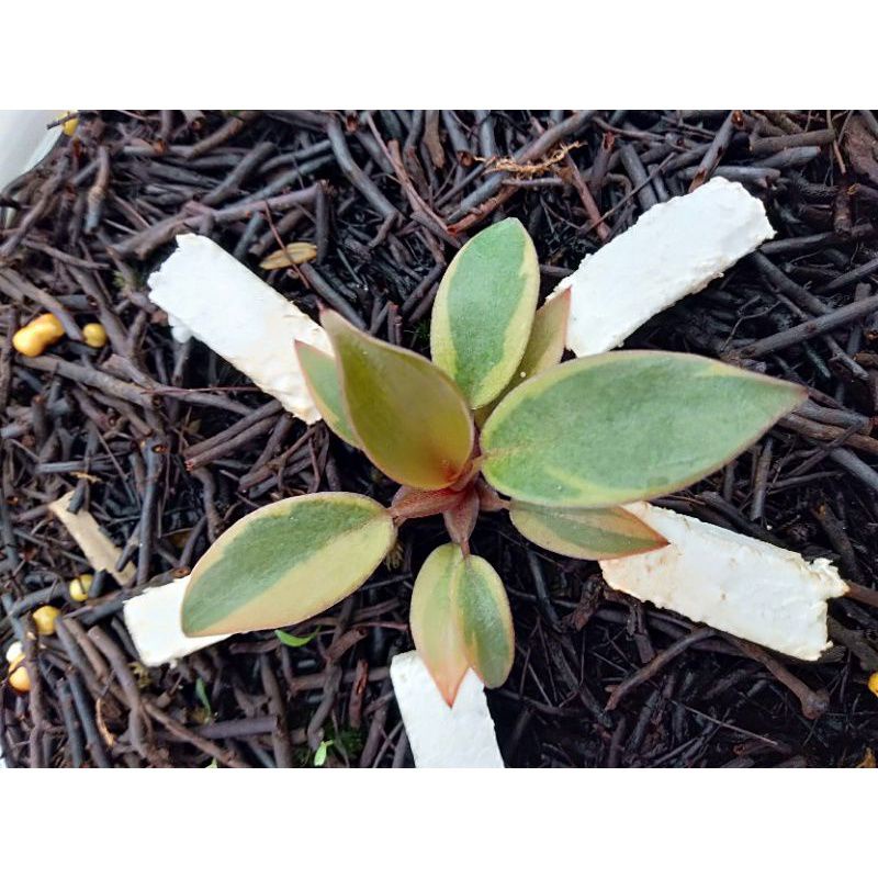 Philodendron black cardinal varigata Bibit/Bonggol
