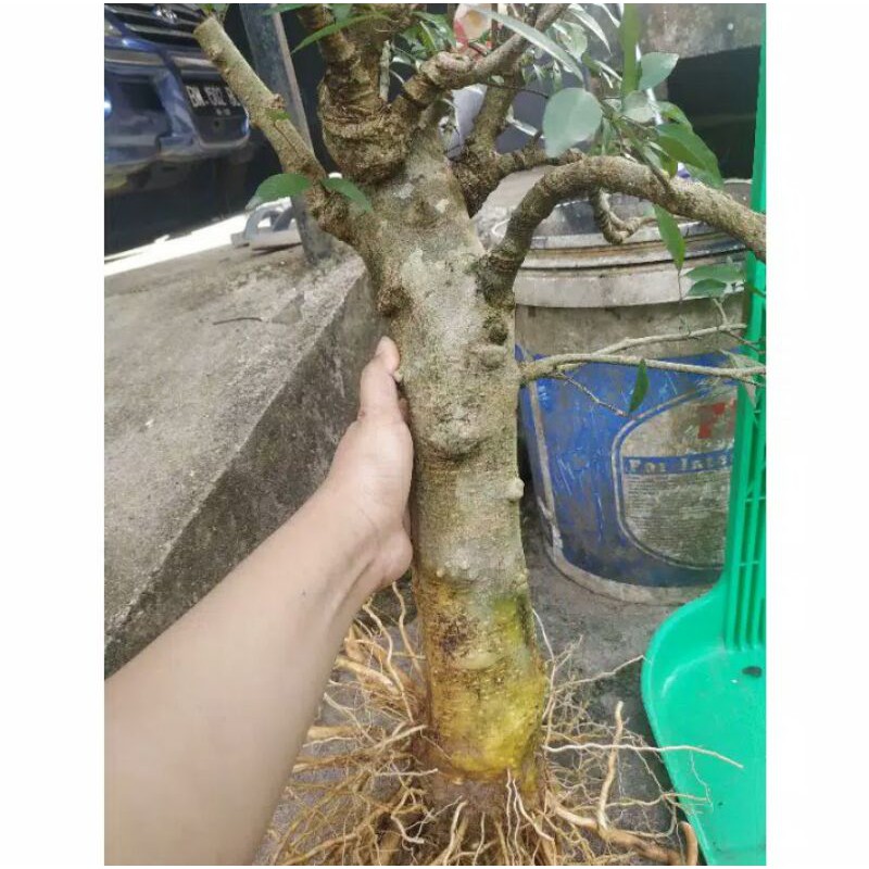 bonsai anting putri jasmine water batang besar batang jumbo akar keliling