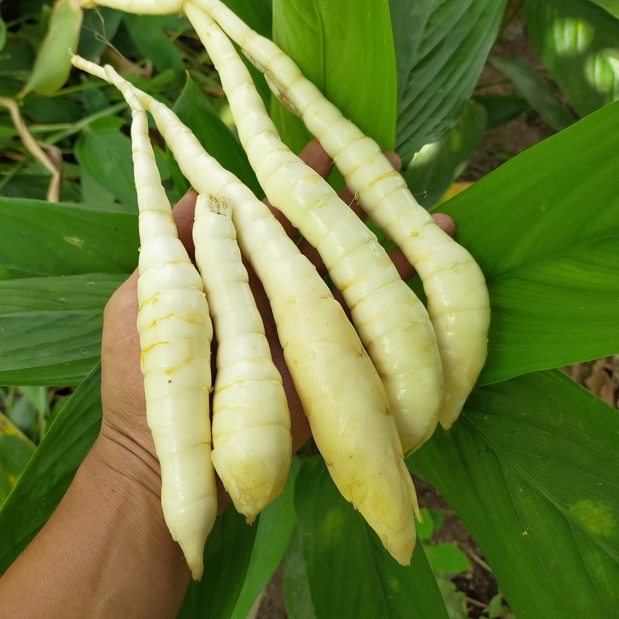 Gasol Tepung Garut Whole Arrowroot Powder Flour