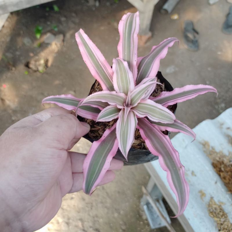 bromelia cryptanthus/ bromelia mini