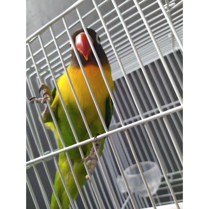 Burung Lovebird Dakocan