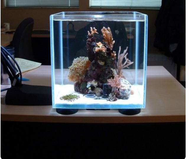 Aquarium Kotak / Tempat Ikan Hias Berukuran Kecil (Hanya aquariumnya saja) Uk 20x20x20