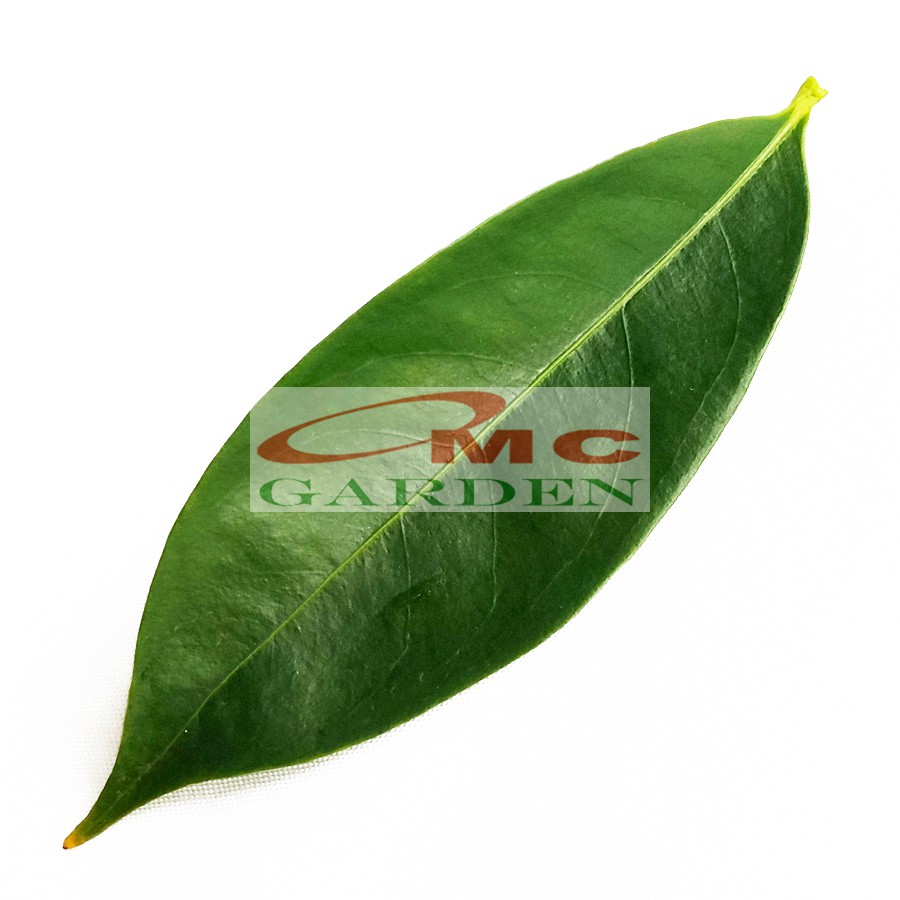 Daun Mahkota Dewa Segar Pohon Simalakama Tanaman Obat MD-D-1