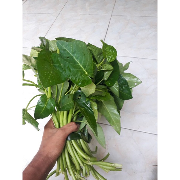 

kangkung fress dipetik langsung 250gram