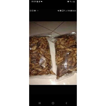 

kerupu_teripang