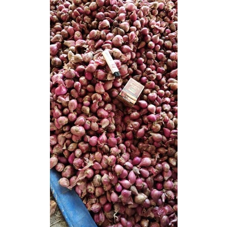 

brambang murah