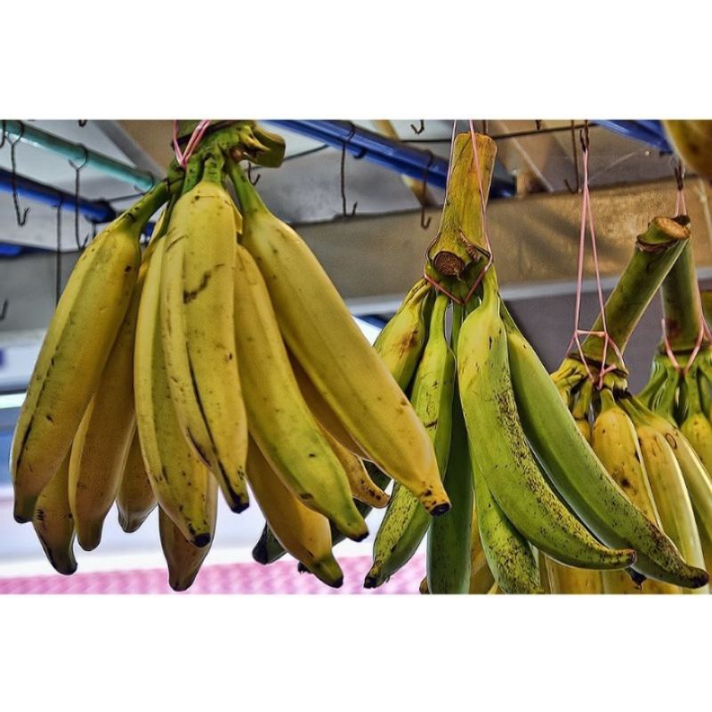 

pisang tanduk super