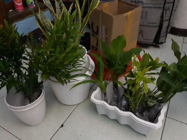 Tanaman Hias Srigading Koin-tanaman Gantung