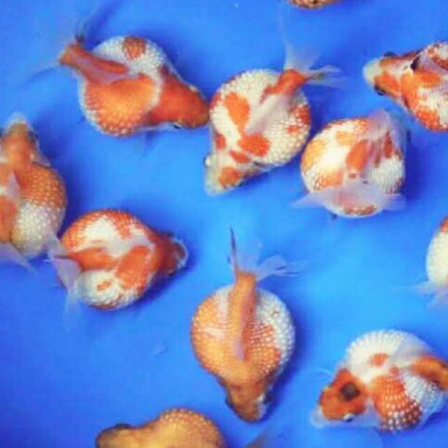 Ready Ikan Hias Maskoki Mas Koki Emas Koki Mutiara Aquarium Aquascape Garansi Hidup