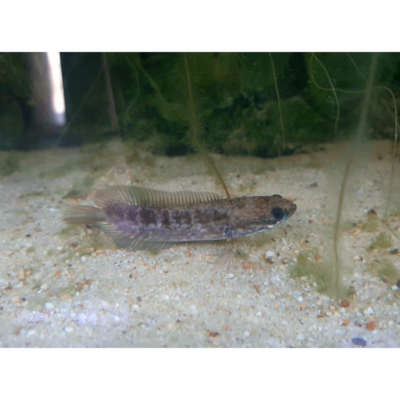 channa andrao sb size 4-5cm