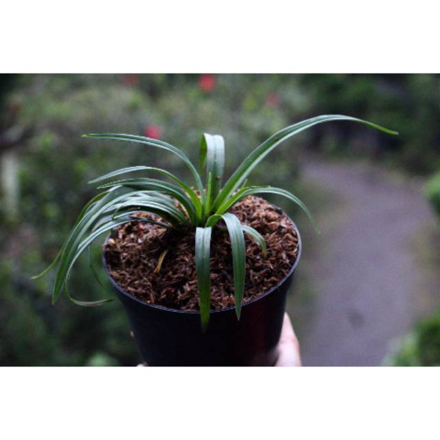 Bunga lily, tanaman lily, bunga hias, tanaman hias, bibit benih, bibit bunga