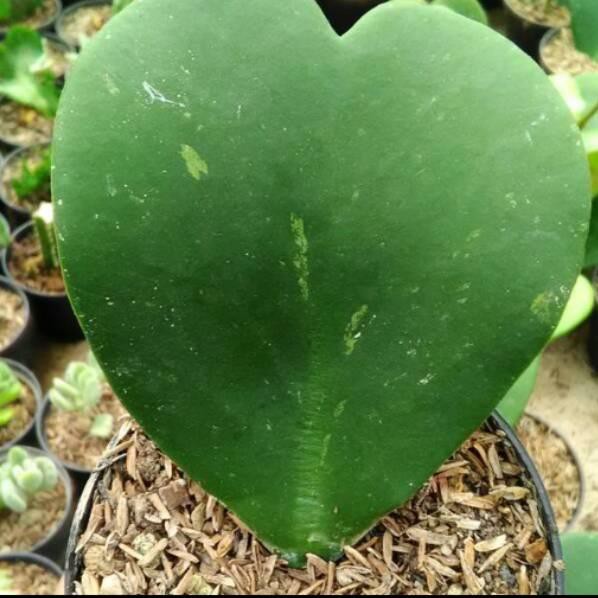 (Trend) Sukulen Hoya love ❃