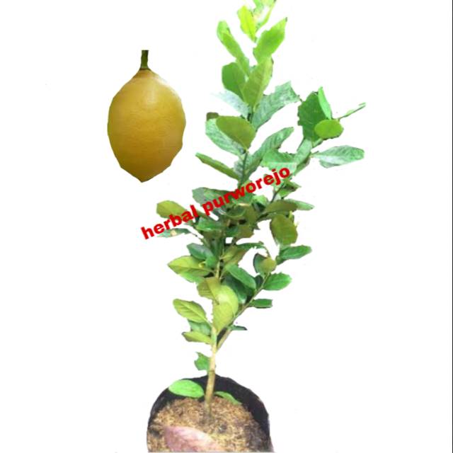 (COD) BIBIT JERUK LEMON AMERIKA 60 CM  // JERUK LEMON // LEMON AMERIKA