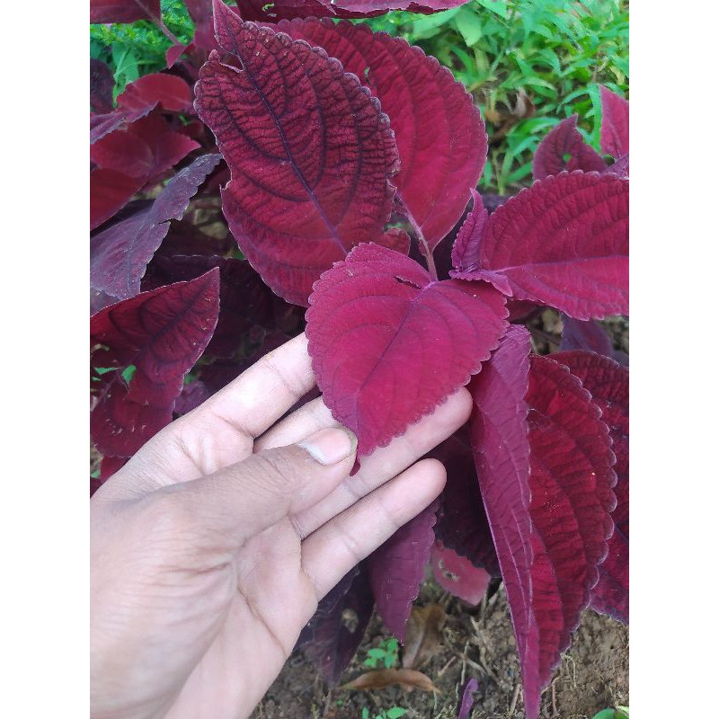 

jual bbit jawel kotok bbit herbal