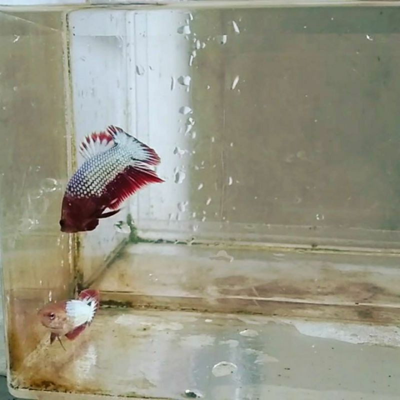 Ikan cupang fccp vietnam