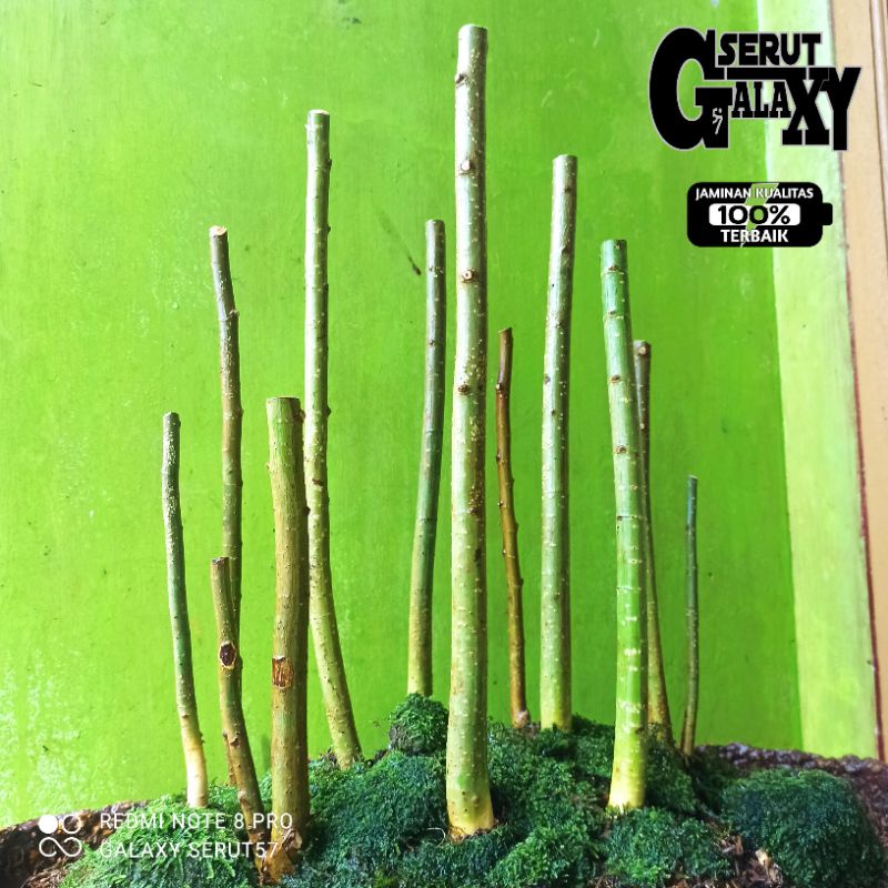 BAHAN BONSAI SERUT BATANG LURUS_BAHAN PANORAMA GRUPING