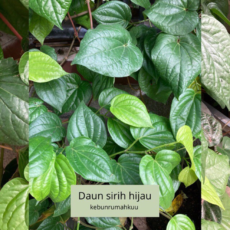 

Daun sirih hijau segar organik 200 gr