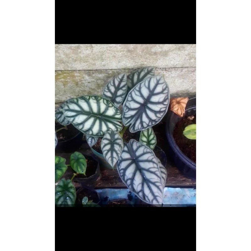 (REAL PICT) RAWATAN ALOCASIA DRAGON SILVER KALIMANTAN