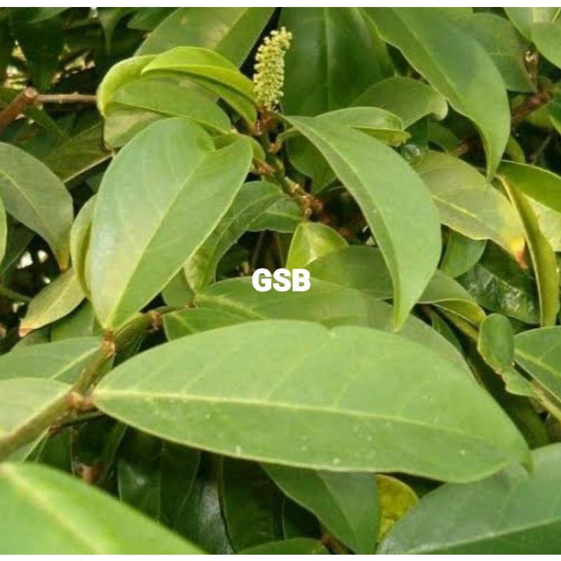 

Daun buni segar petik langsung 500 gram