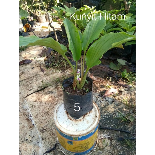 

kunyit hitam