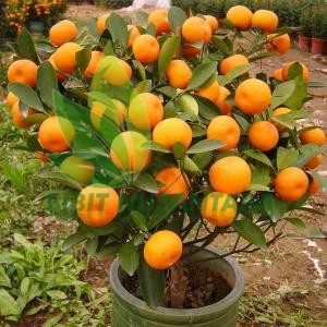 Bibit Jeruk ponkam mandarin