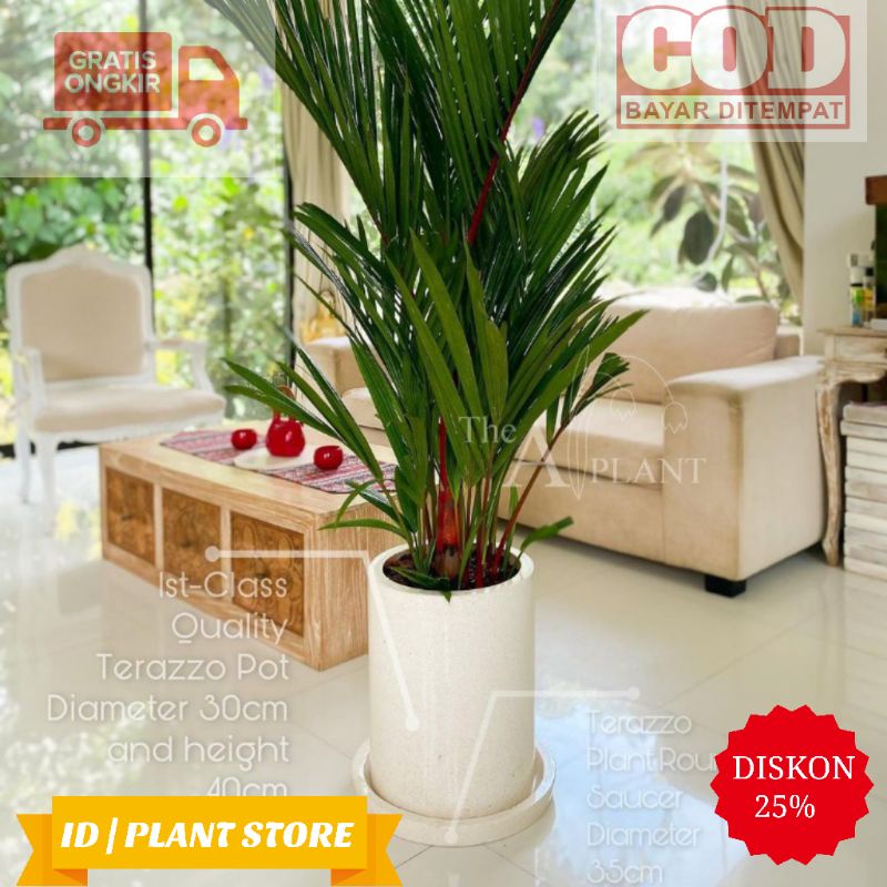 Tanaman hias palem merah-bibit palem merah-tanaman indoor-tanaman hidup