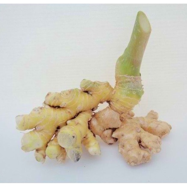 

500gr Lempuyang fresh