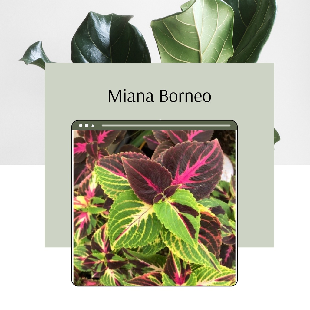Tanaman Miana Borneo Miana Premium Borneo