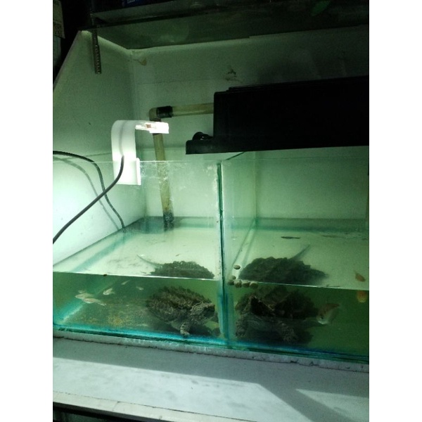 lampu led hpl aquarium cupang 1 watt