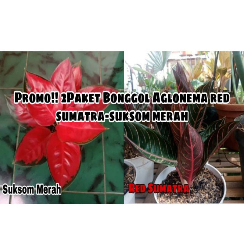 Promo 2Paket Bonggol Aglonema (suksom merah-red Sumatra)