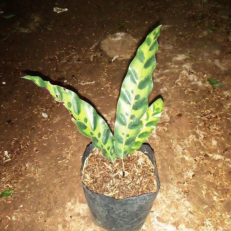 

palatea.buluayam