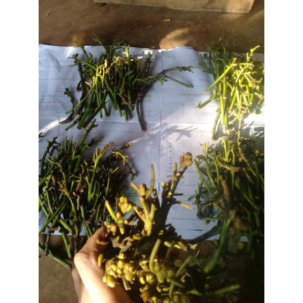 Entres/Batang segar/Cutting Alpukat Aligator