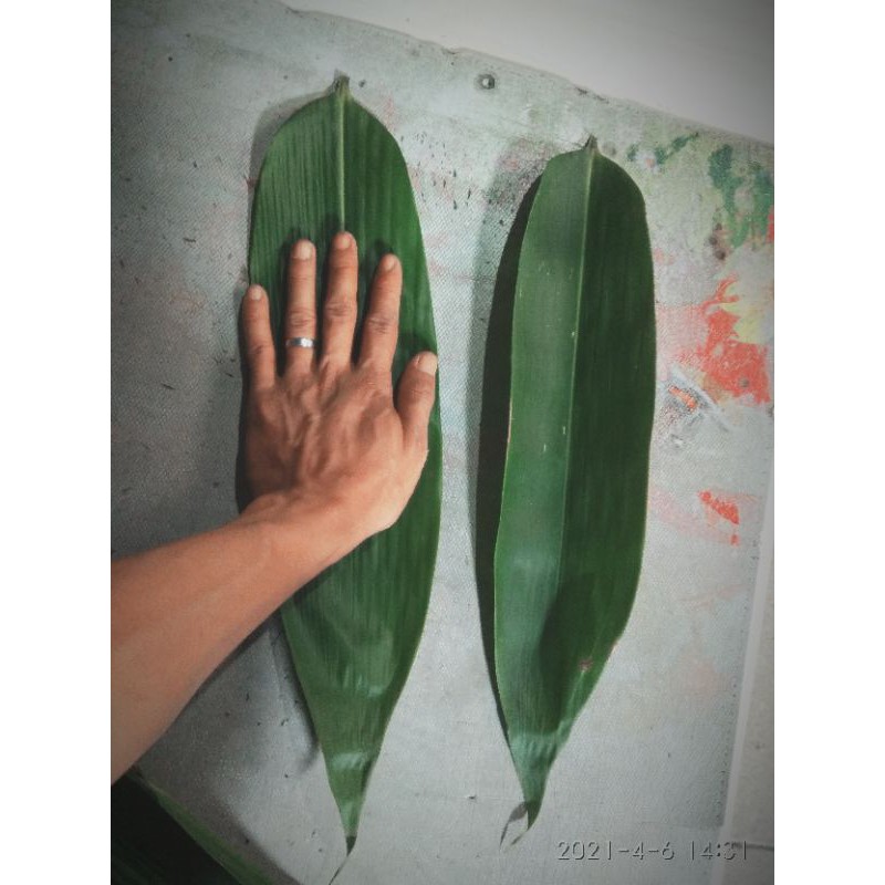 

DAUN BAMBU JUMBO SEGAR PILIHAN 100 L/ PEMBUNGKUS BAKCANG/ BACANG