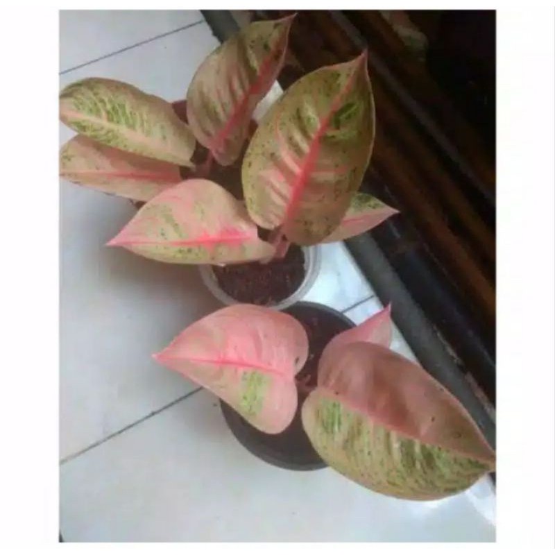 paket 3 bonggol aglonema lotus - Khanza - romantic love