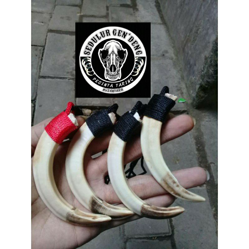 kalung taring babi asli