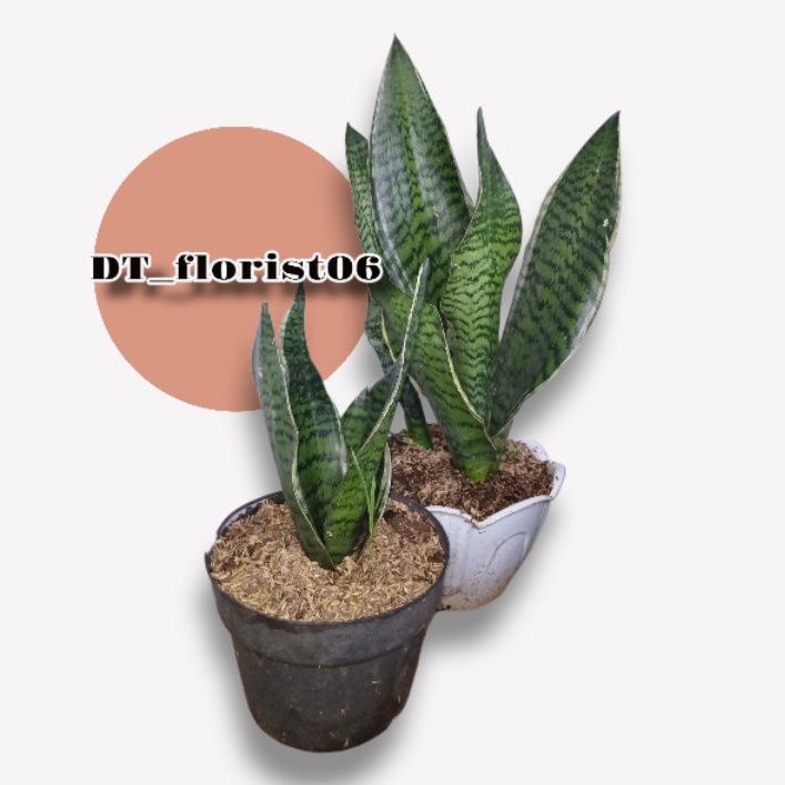 Tanaman Hias Sansevieria Futura Superba China