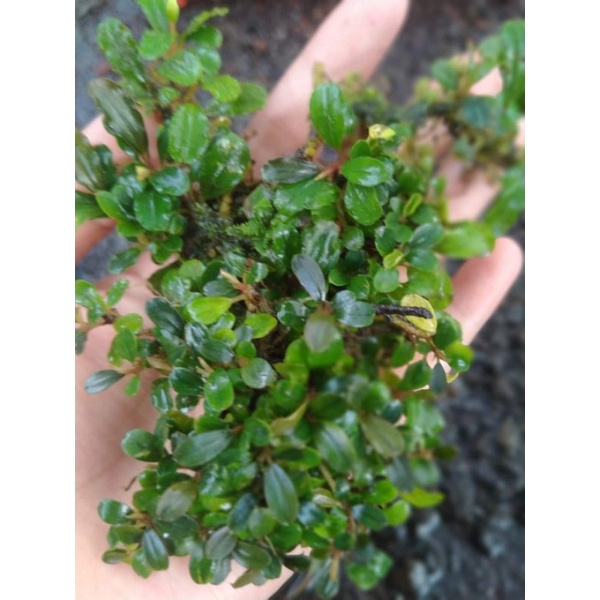 buce mix sp sekadau /1kg