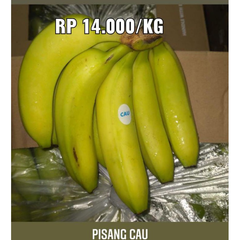 

PISANG CAVENDISH CAU