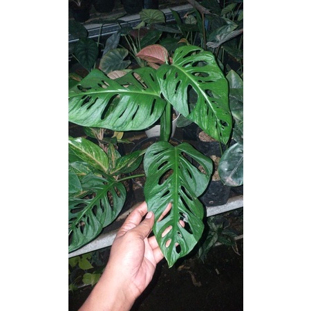 #Tanaman monstera Acuminata jumbo daun besar