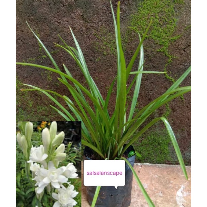 Tanaman Bunga Sedap Malam Bibit Pohon Bunga Sedap Malam