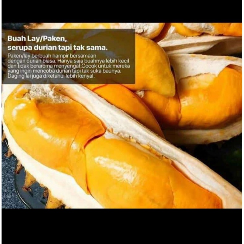 Buah LAI (Kalimantan)