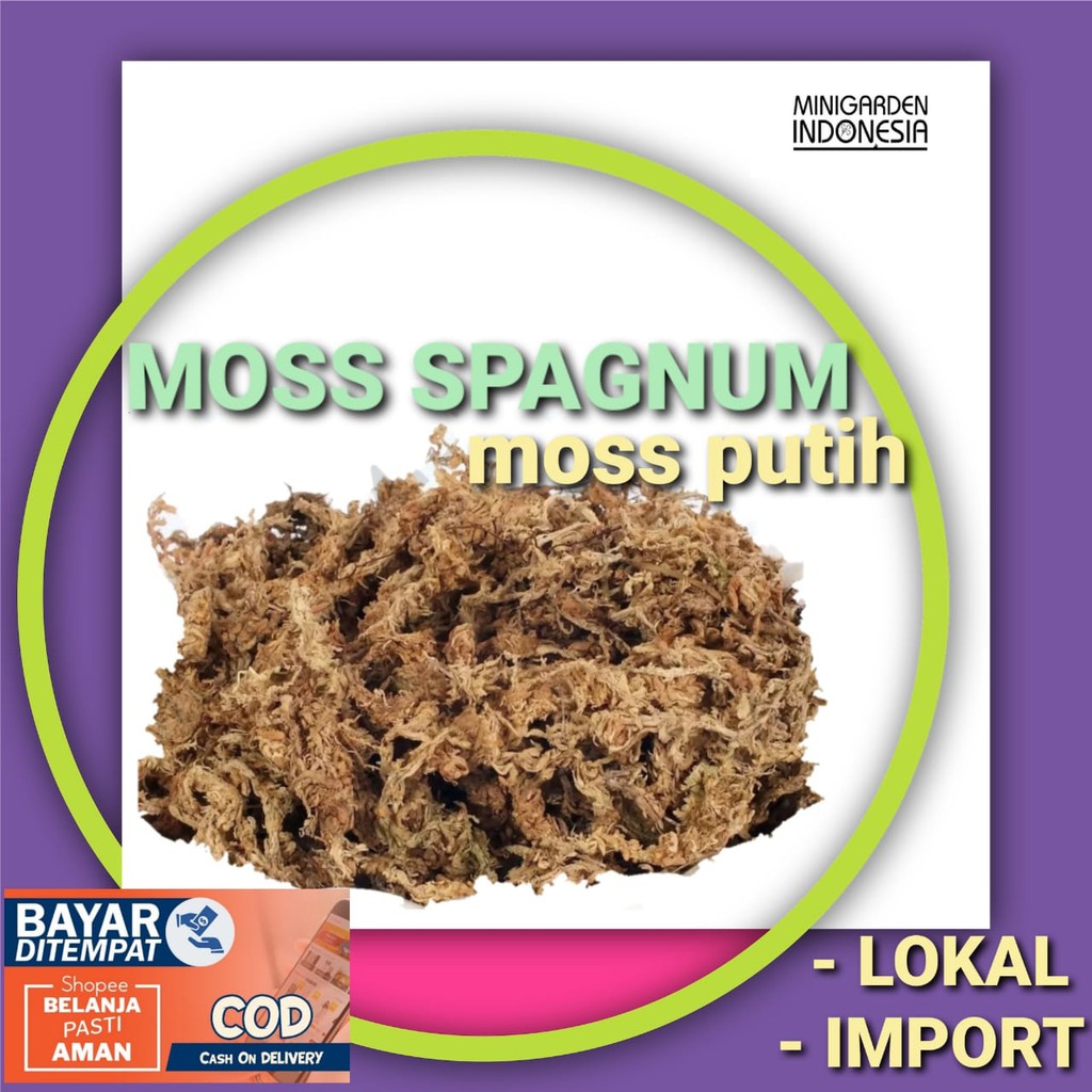 MOSS SPHAGNUM LOKAL mos putih spagnum lumut hutan kering media tanam anggrek tanaman hias orchid