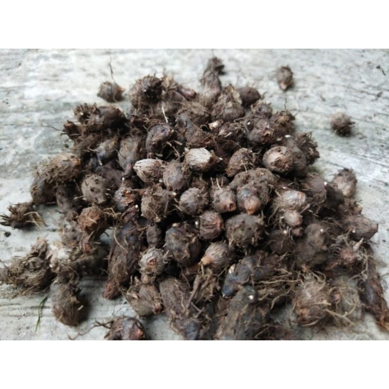 umbi suket teki kering