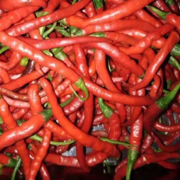 

❅ Cabe merah 250gram ✹
