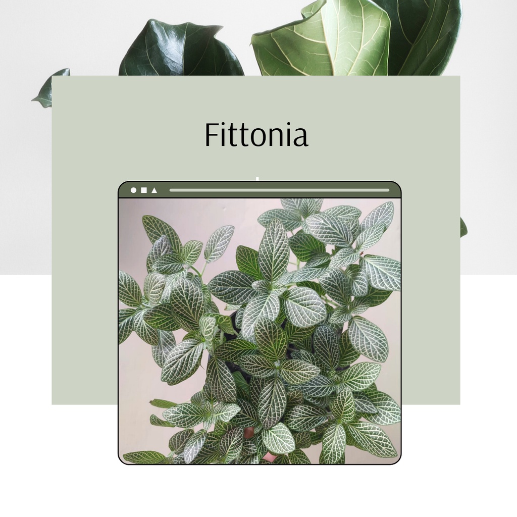 Tanaman Hias Fittonia Bunga Hias Fittonia Verschaffeltii Cantik Murah