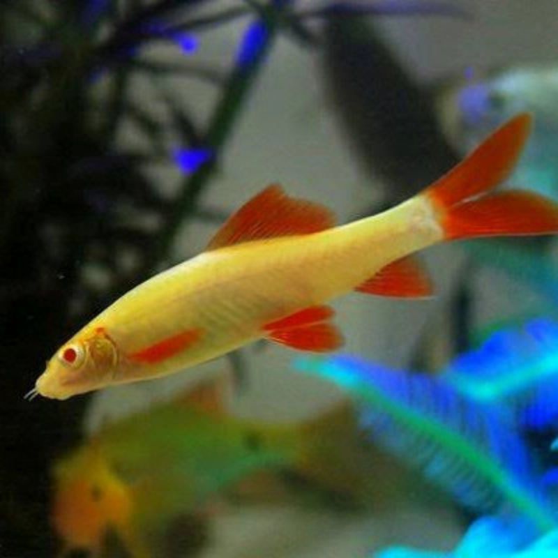 ikan hias redfin albino aquascape