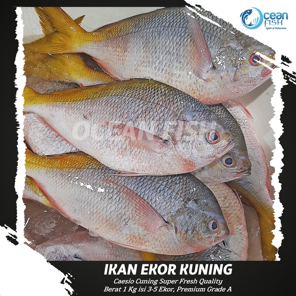 

Ikan Ekor Kuning Segar - Caesio Cuning Super Fresh - Ikan Ekor Kuning Segar Bersih Insang & Sisik - Ikan Segar Bersih - Ikan Ekor Kuning Fresh - Yellowtail Fish Fresh