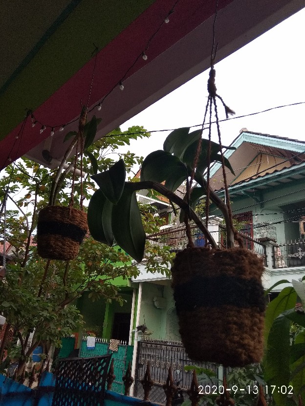 Pot Gantung Untuk Anggrek Bulan, Dendrobium Terbuat Dari Sabut Kelapa